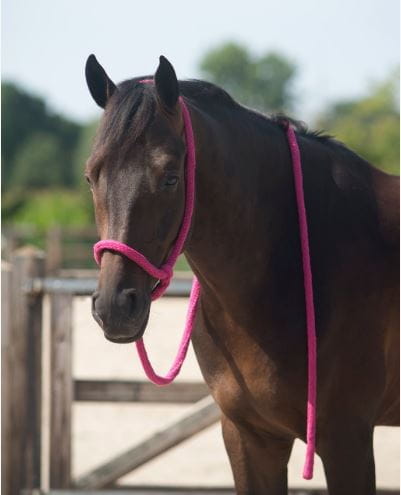 Lead Rope Halfter Rainbow