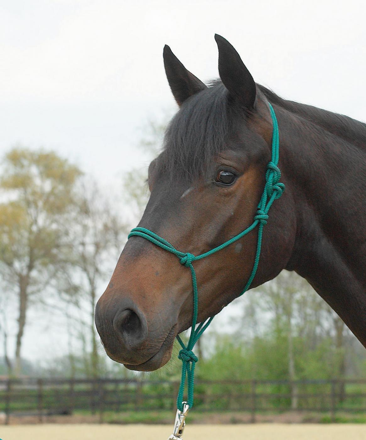 Knotenhalfter Standard