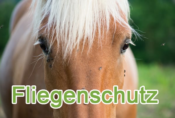 liegen, Bremsen und andere Insekten können sowohl Pferd, als auch Mensch das Leben zur Hölle machen.