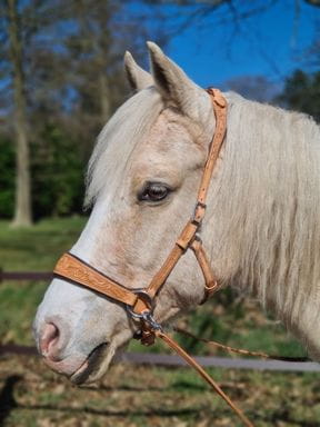Bosal / Gebisslos