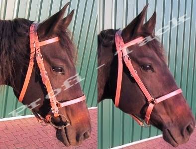 Trail-Ride Trense und Halfter kombiniert