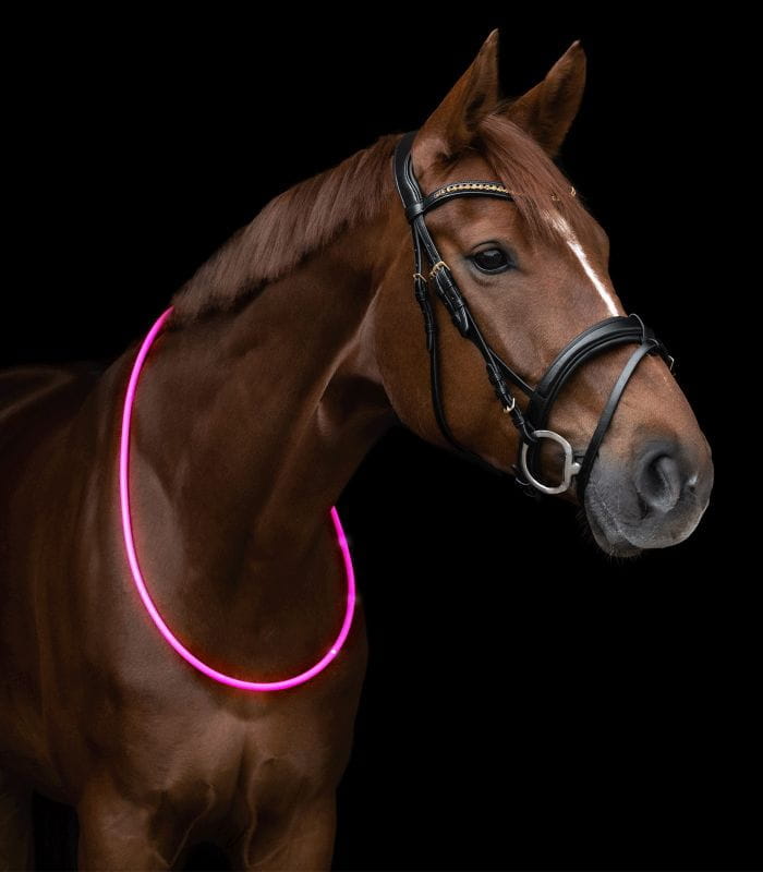 LED-Halsriemen zum Ausreiten