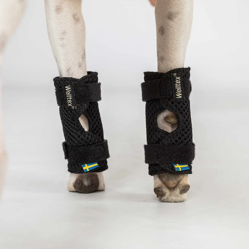 Back on Track Dog Leg Brace Milo - Pair