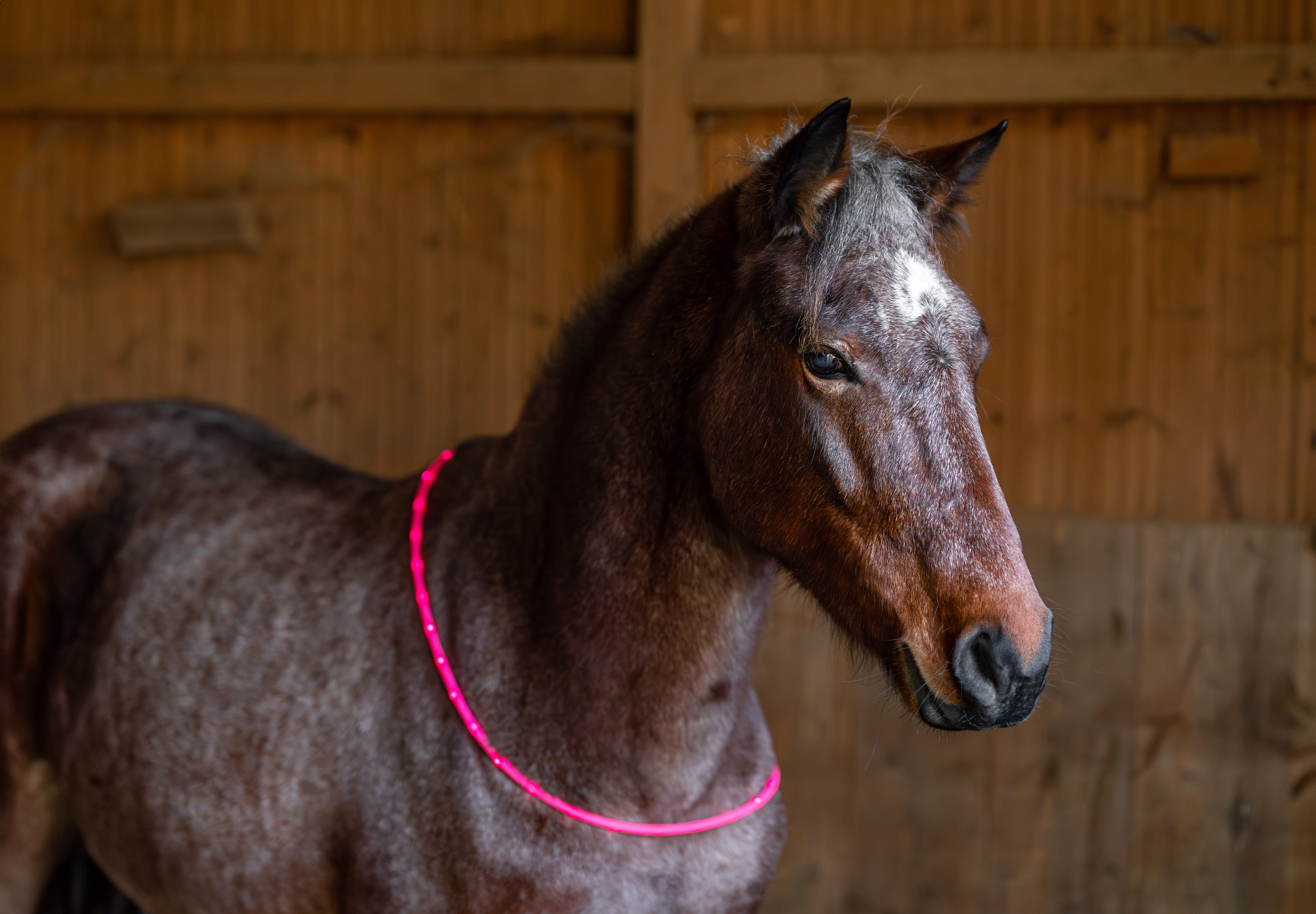 LED Leuchthalsring für Pferde