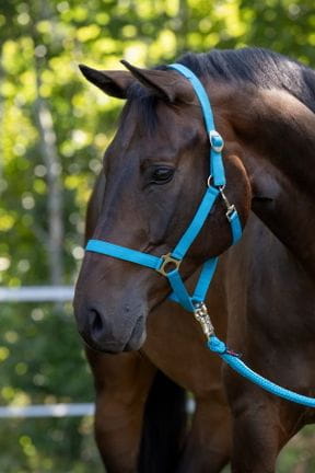 Stallhalfter