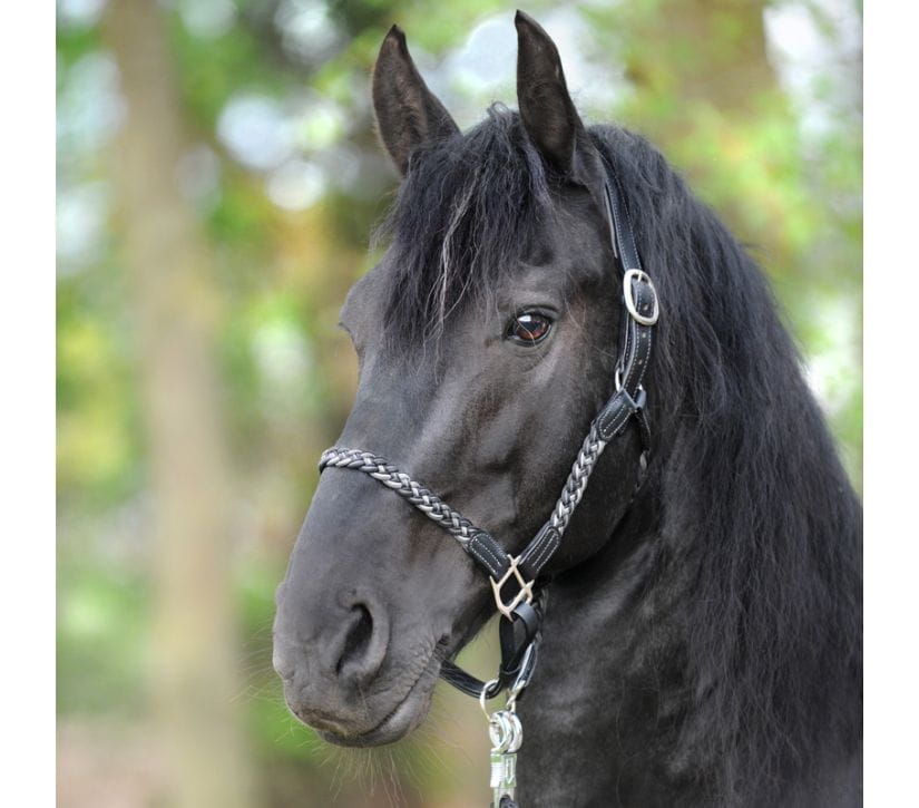 Flechthalfter Tessa Leder