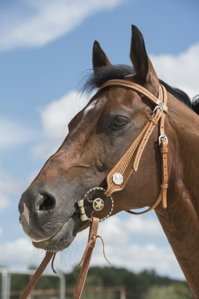 Browband Basket Kopfstück Colorado light