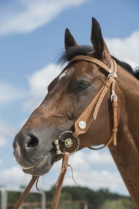 Browband / Stirnband