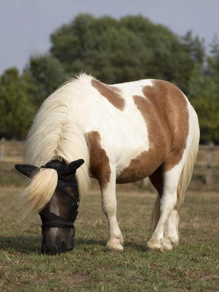 Busse Fliegenmaske Fly Protector