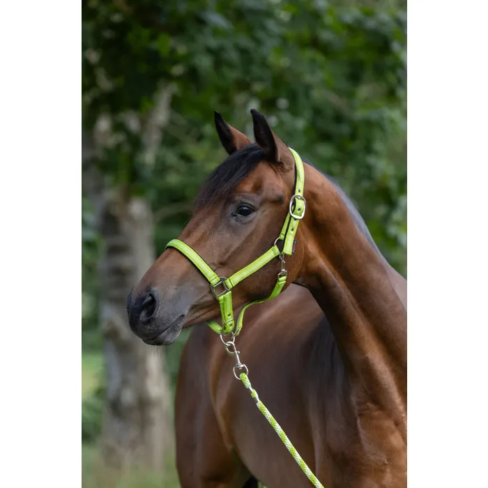 Halfter Mustang