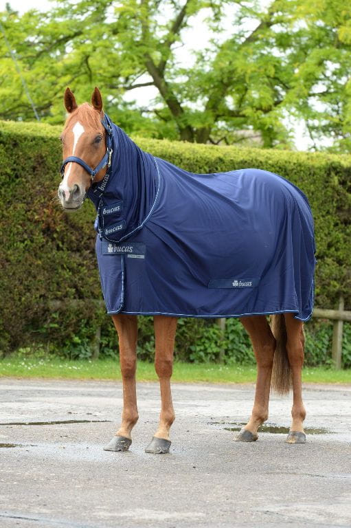 Bucas Power Cooler Full Neck navy