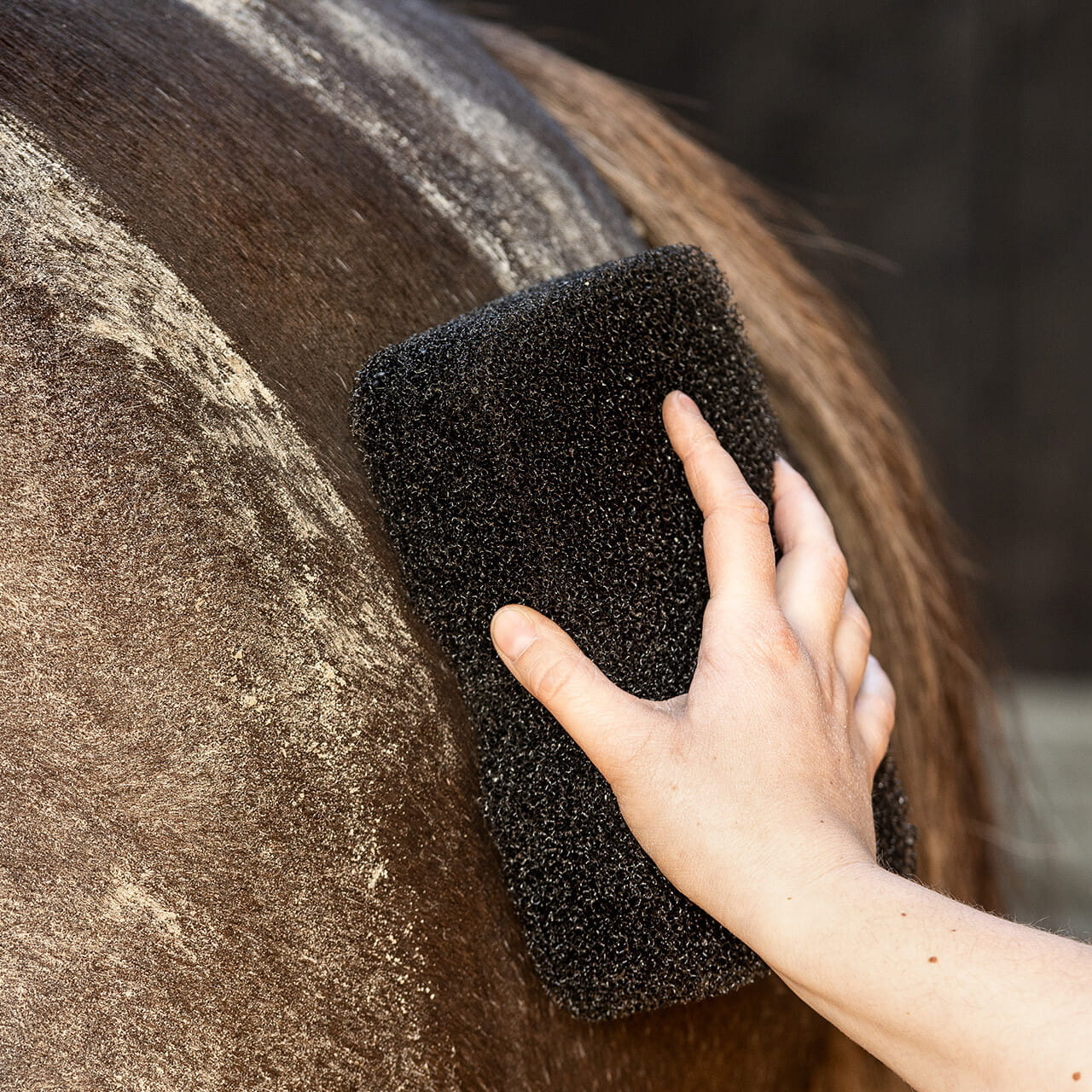 Equi Super Shiner Schwamm