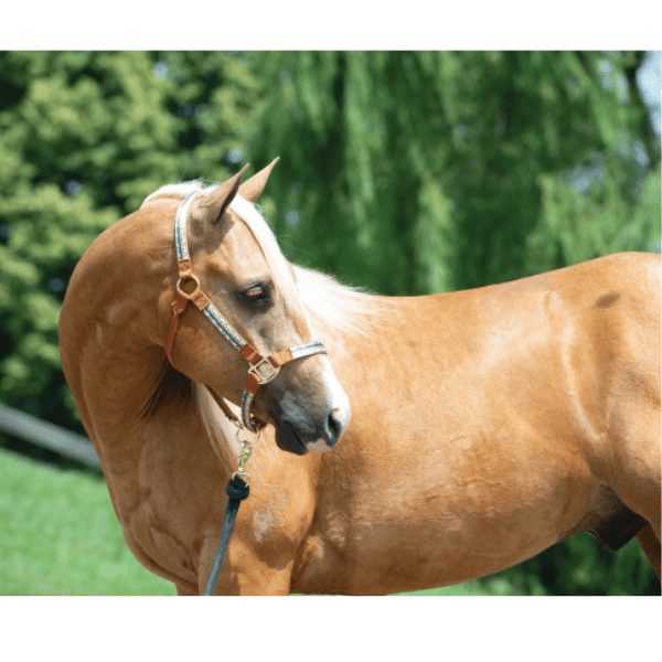 Weaver Patterned Halter Average Trekk