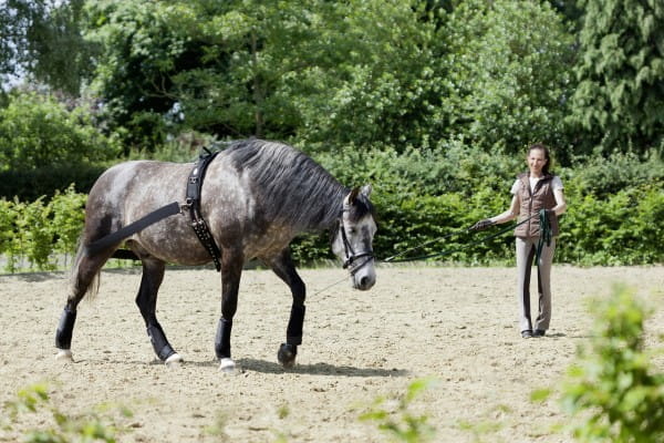 LEHMANN Trainingssystem