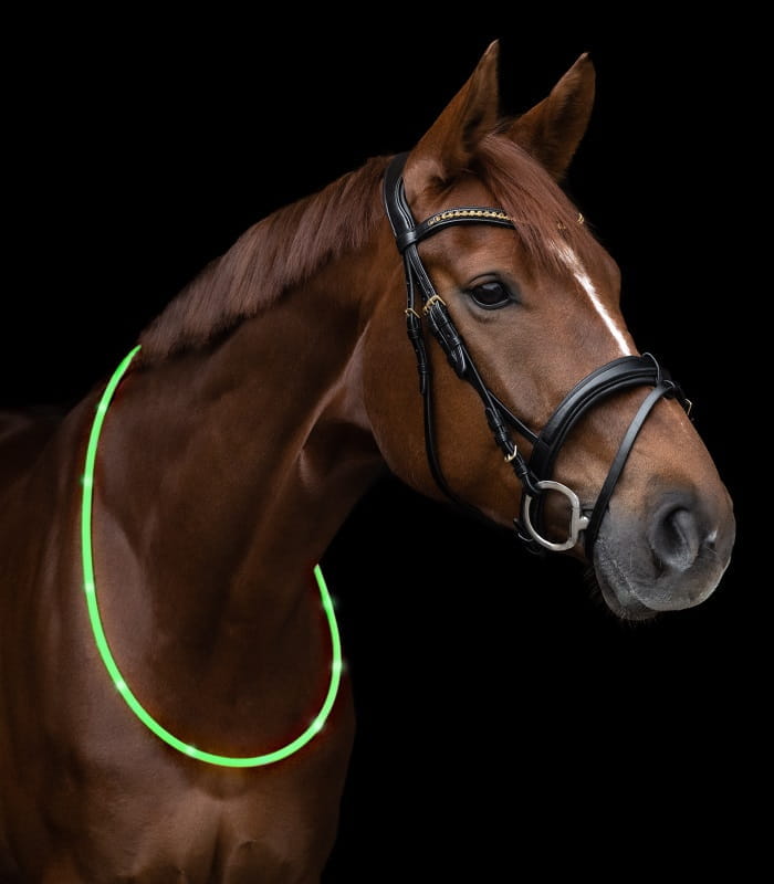 LED-Halsriemen zum Ausreiten