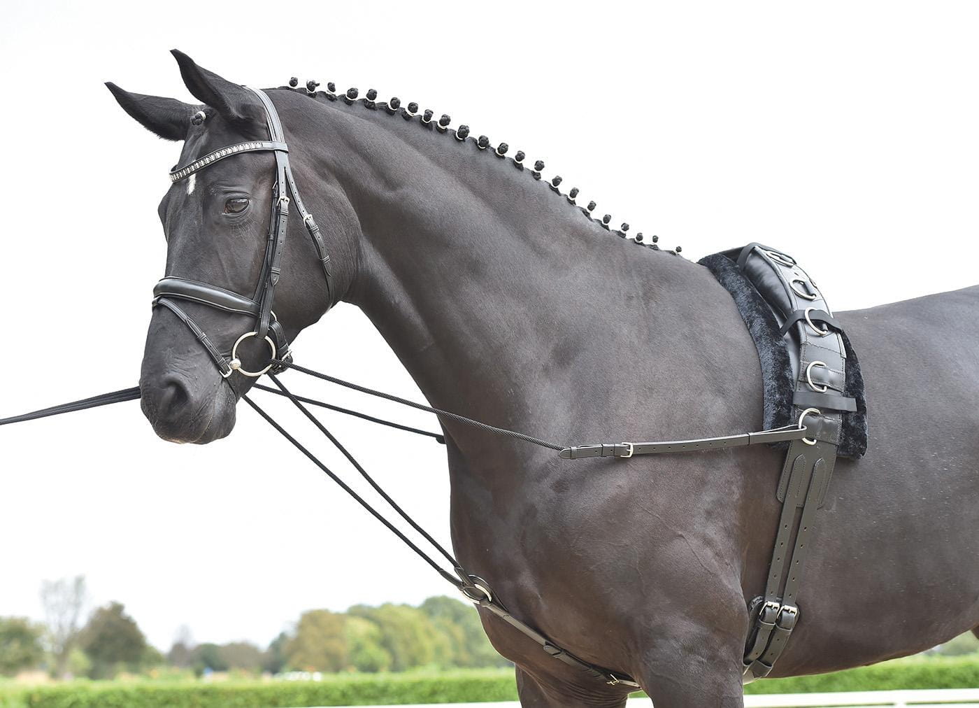 Dreieckszügel Basic-Kordel